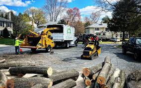 How Our Tree Care Process Works  in Lincoln, ID